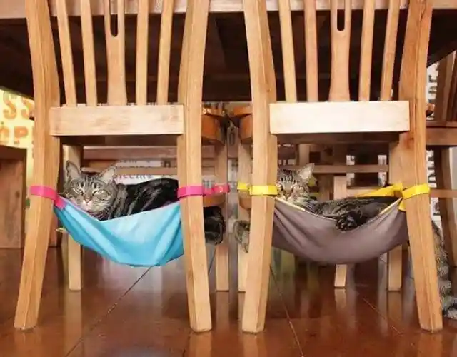 Hammocks for Our Fur Babies