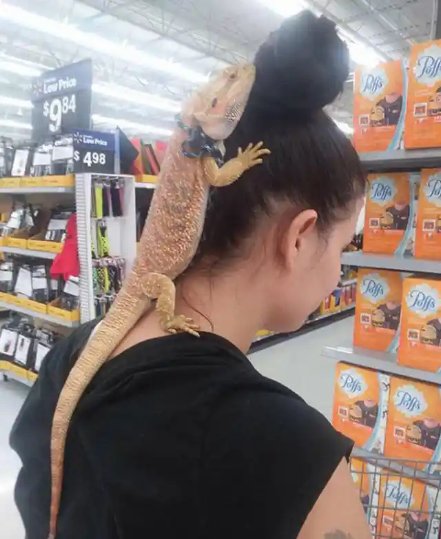 Lizard Accessories