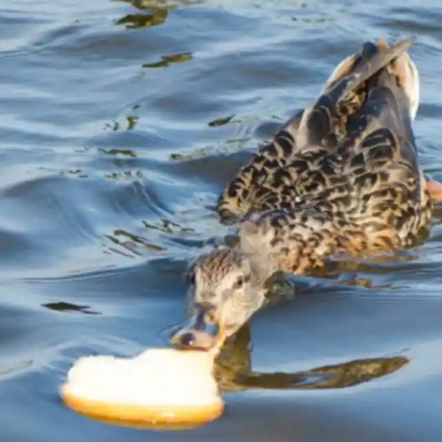 Low-Carb Diet for Ducks