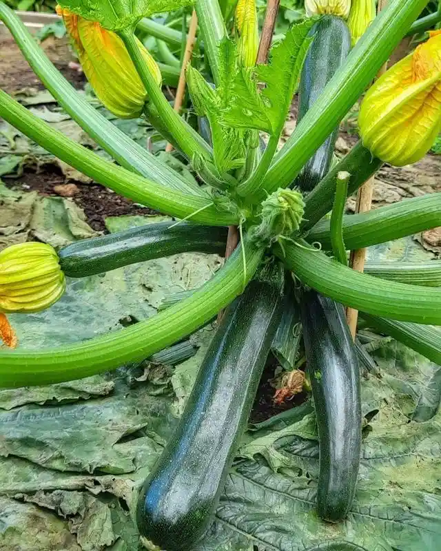 Zucchinis Are Low Growers