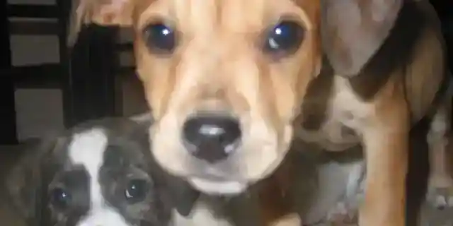 HOA President Destroyed a Doghouse My Daughter Built for Stray Puppies – She Missed the One Thing That Would Come Back to Haunt Her