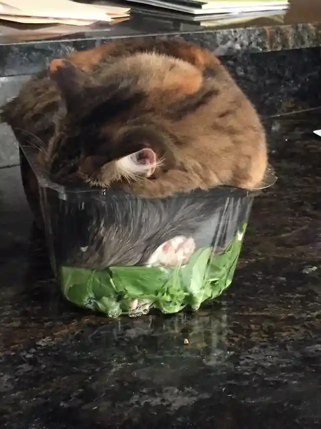 Salad Slumbering