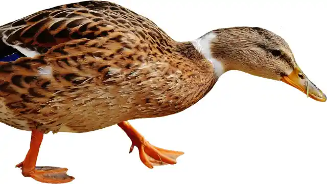 What If It Was In The Store