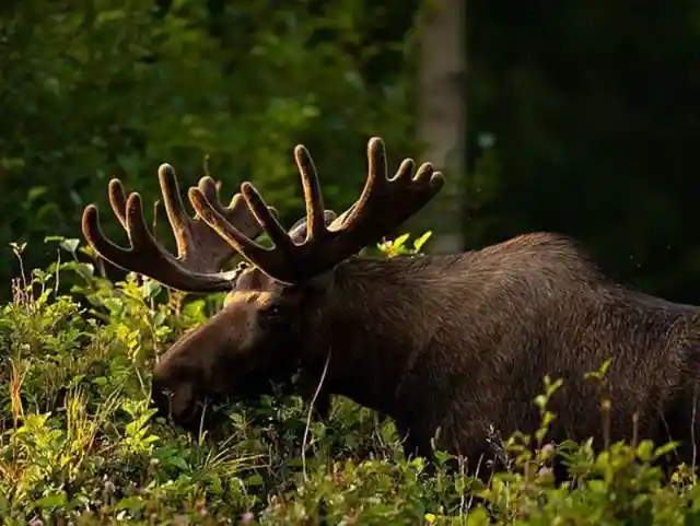 Majestic Moose In Alaska