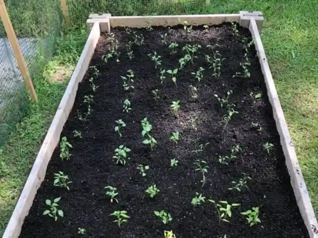 Use a Muffin Tin to Space Plants Evenly