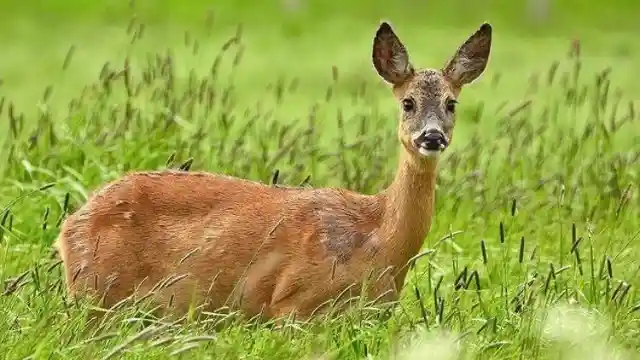 The Daring Deer Of Minnesota