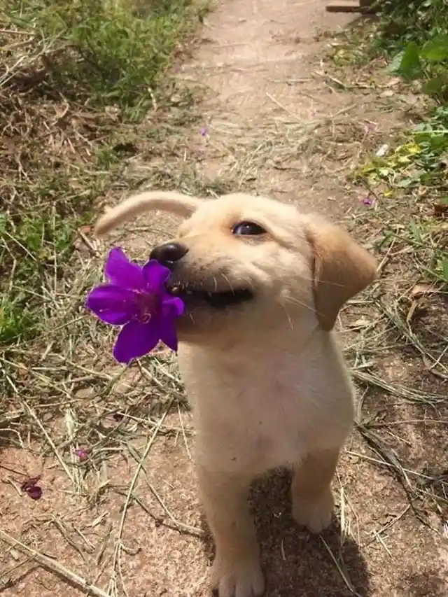 A Flower for the Master