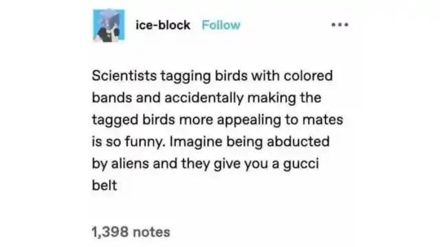 Tagging Birds