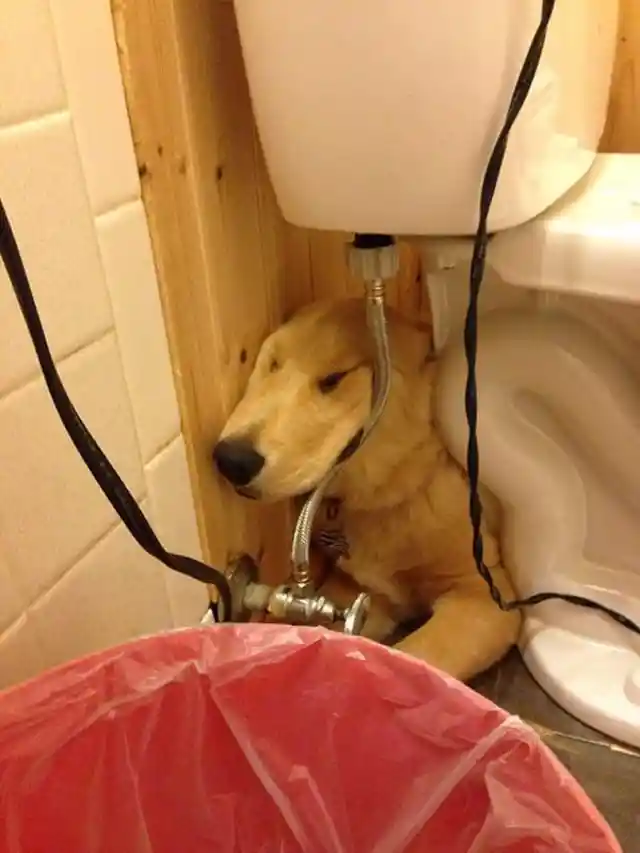 Dog-Tired Level: Toilet