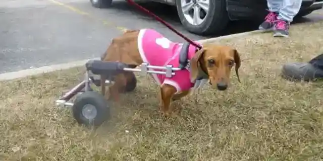 My Neighbor Called My Rescue Dogs 'Disgusting' and Told Me to Get Rid of Them – I'm 75, and She Learned a Lesson Real Fast