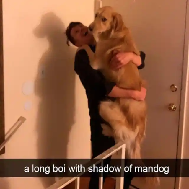 The Elusive Man-dog