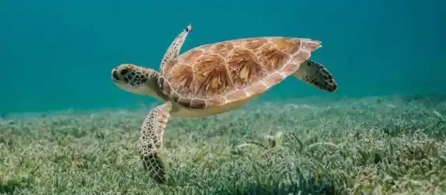 Una tartaruga è classificata come?