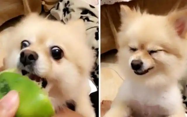 Pup Regrets Eating Lime