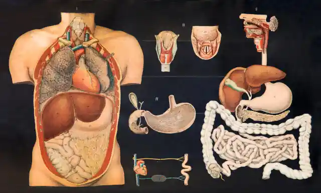 ¿Cuál Es La Única Parte Del Cuerpo Humano Que No Puede Repararse Sola?