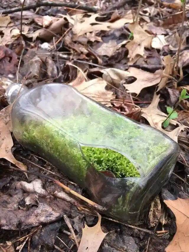 Ein Wald in einer Flasche