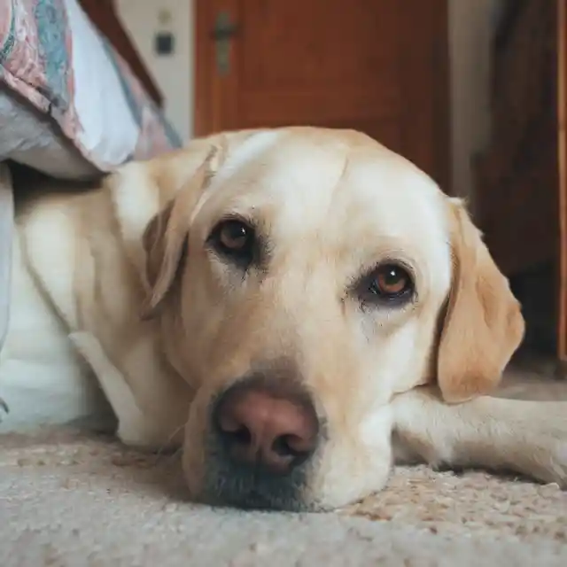 My Grandma Left $100,000 to My Greedy Cousin – All I Got Was Her Old Dog, Which Turned Out to Be Hiding a Secret
