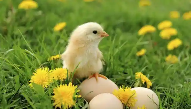 Is Every Egg a Potential Baby Chicken?