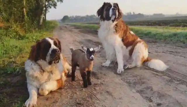 Doting Parents