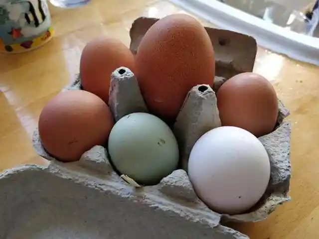 Mega Egga