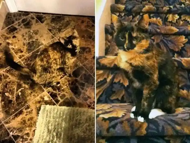 Camo Cats