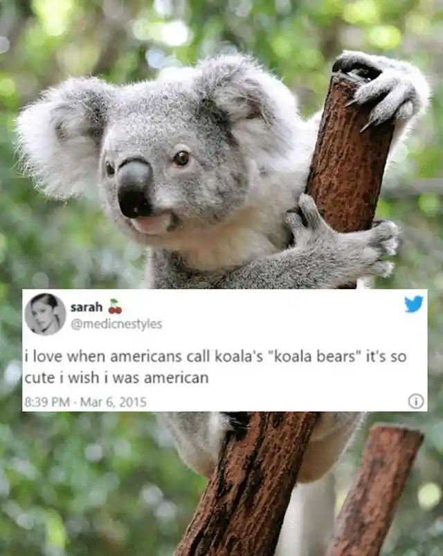 Koala bears?