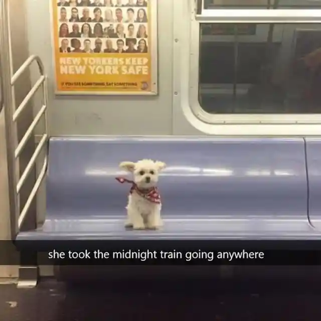 The Midnight Train