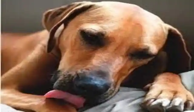 Why Dogs Lick Themselves