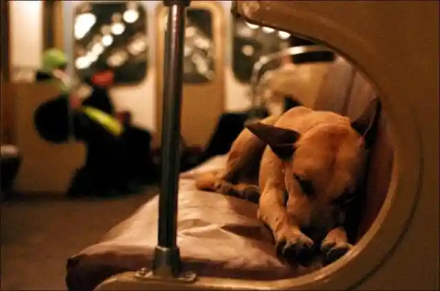 Stray Dogs Navigate Freely Through Russia's Subways