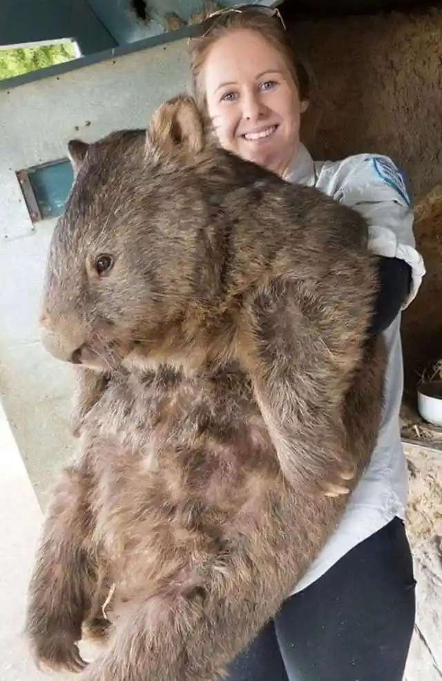 The Oldest Wombat on Earth