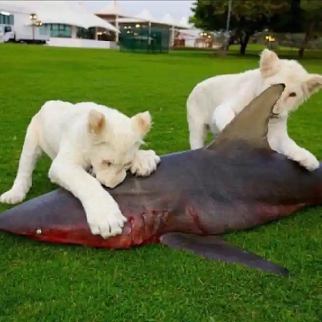 Simba Vs Jaws