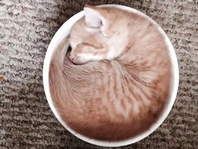 Cat in a Cup