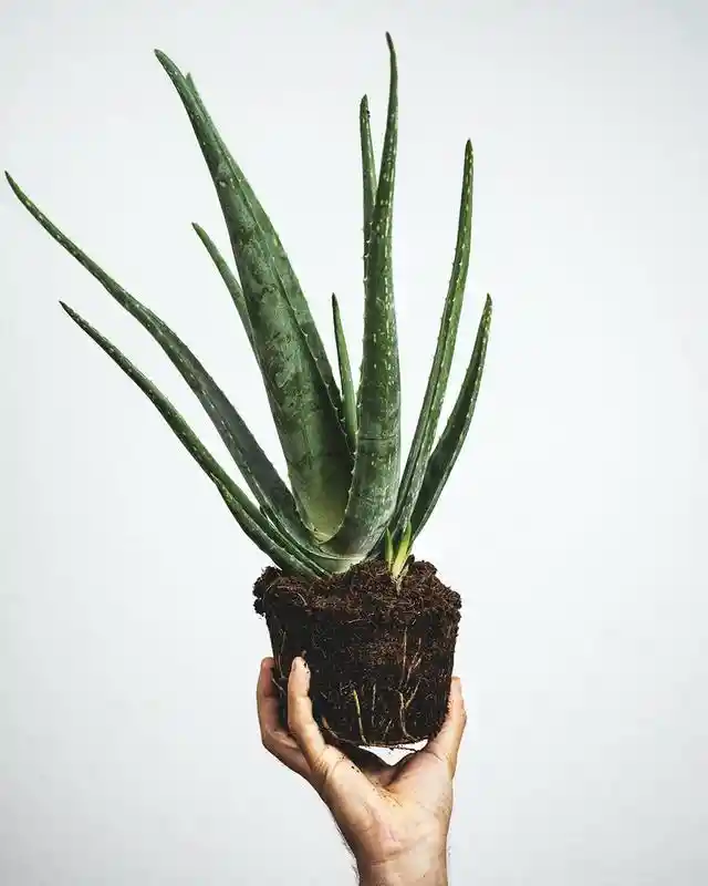 How To Use Aloe Vera In Your Beauty Regime