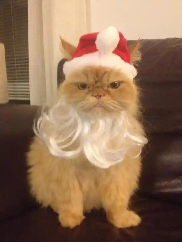 Silly Santa Puss