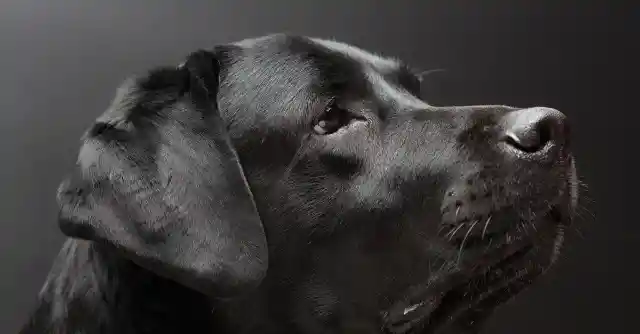 The Lifeline Named Scout