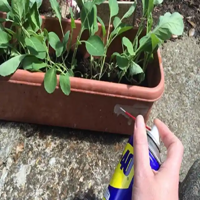 Killing Those Nasty Slugs