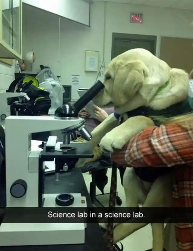 A New Lab Partner