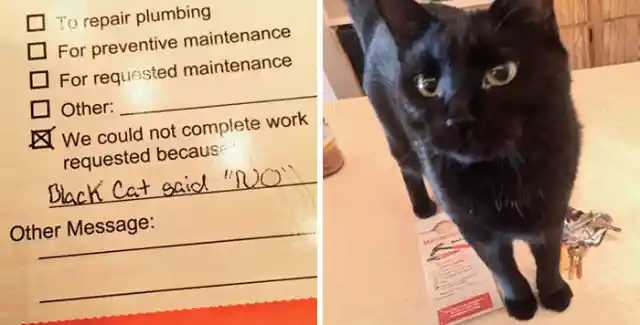 30 Photos That Prove Cats Are Adorable Pranksters