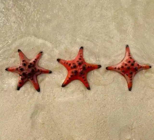 Starfish Arms