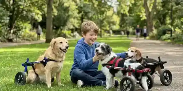 My 12-Year-Old Son Built Wheelchairs for 3 Stray Dogs – Our Neighbor Smashed Their Shelter, but 24 Hours Later, Someone Showed up at Her Door