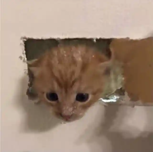 A Tiny Life Saved