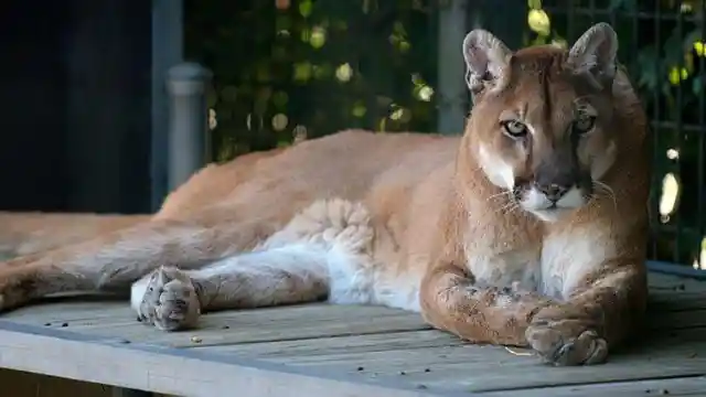 Savage Cougars Of Colorado