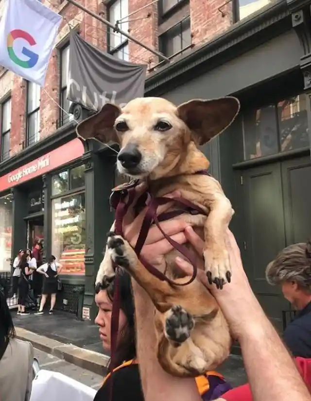 Chiweenie (Dachshund + Chihuahua)