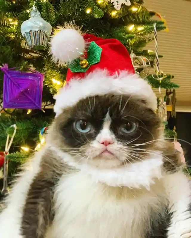 Grumpy Cat Greetings