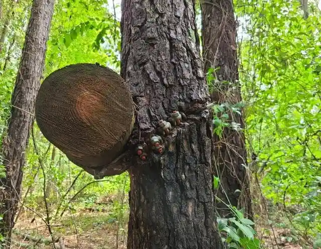 Unnatural Tree Growth