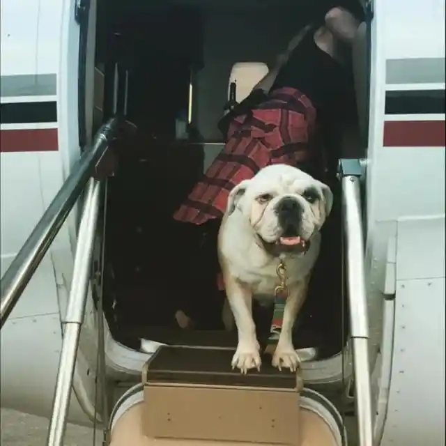 Ellie Goulding and her pitbull go on vacation!