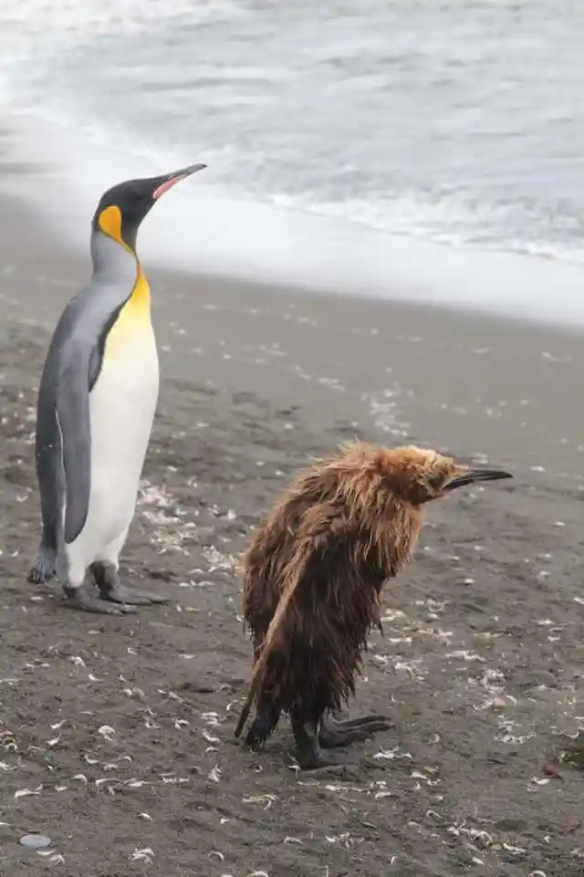 Teenage Penguins Are Just As Awkward Looking As You'd Imagine