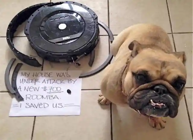 Man Vs. Pet Resulted in These Hilarious Signs