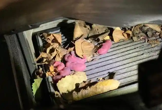 Newborn Baby Mice in Cabin Filter