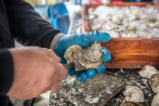 Raw oysters aren’t alive