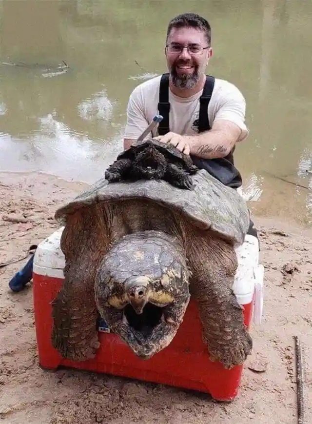 A Giant Baby Snapping Turtle